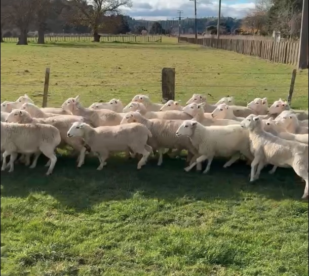 63 Wiltshire ewe lambs  - Image #1