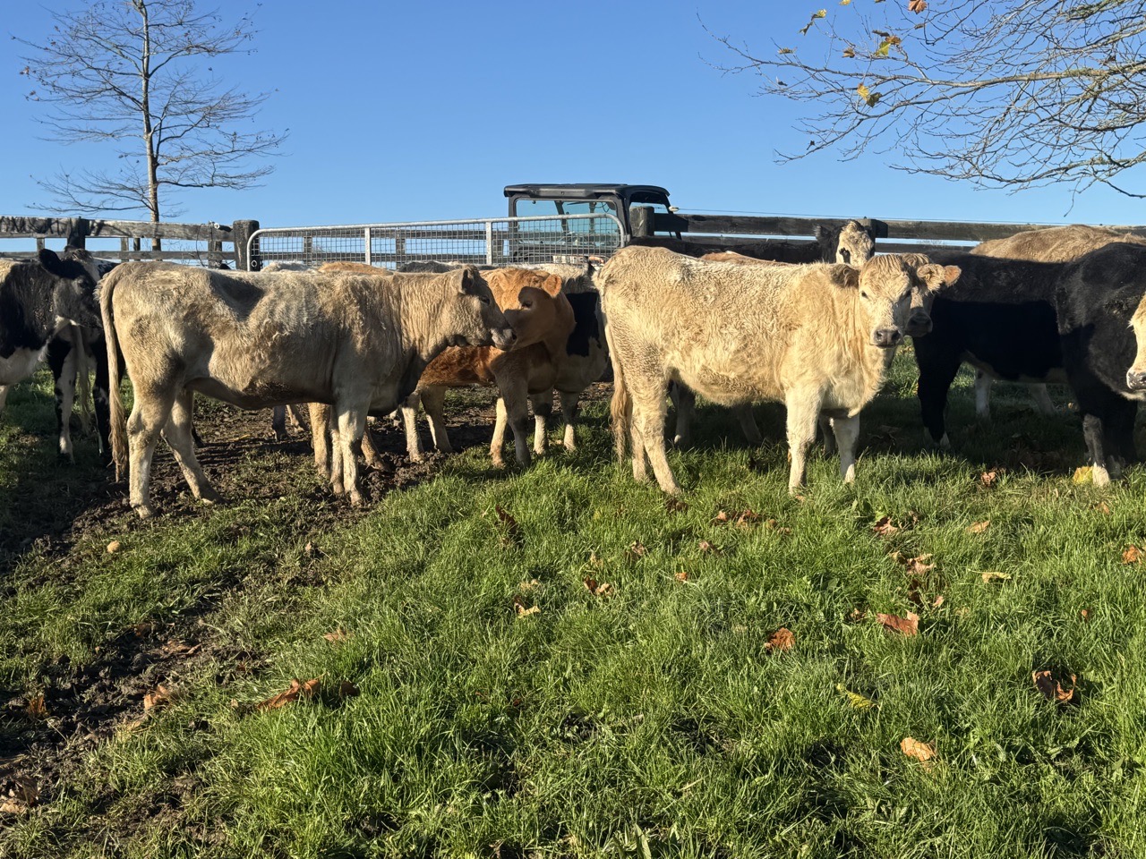 R2 Heifers
