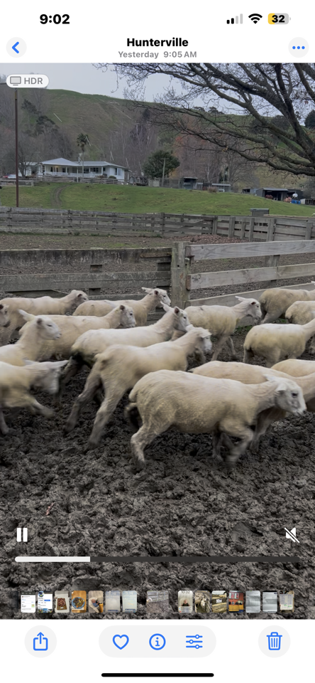 Ewe Lambs