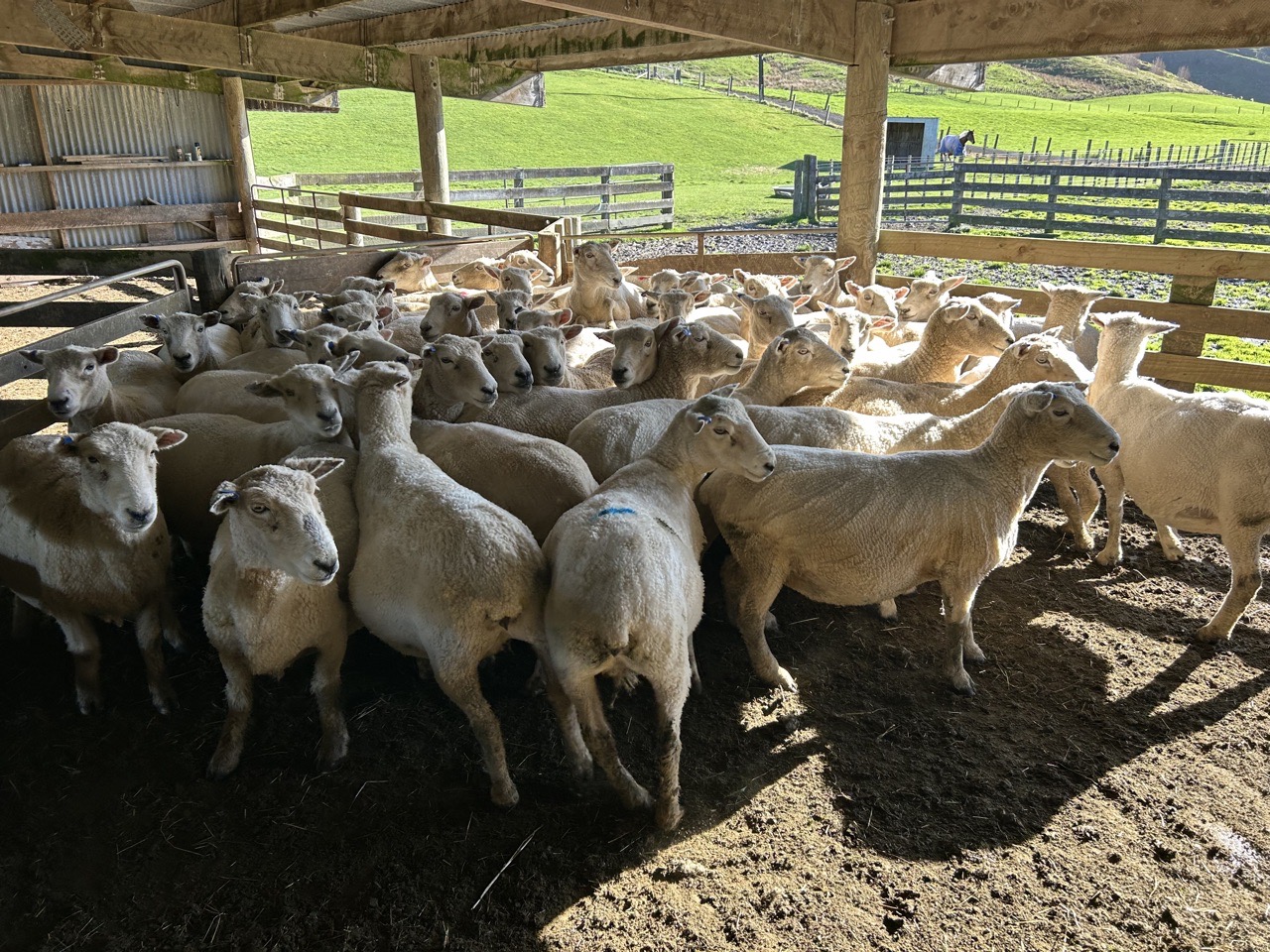 5 Year Old Ewes