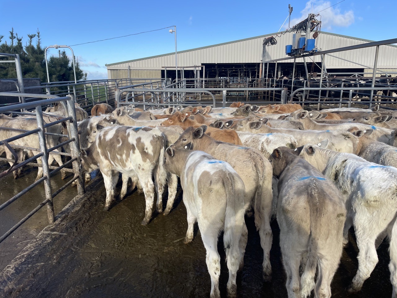 Weaner Bulls