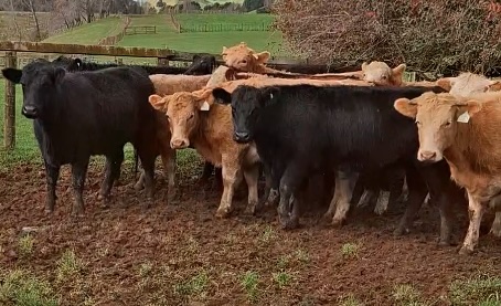 R2 Heifers