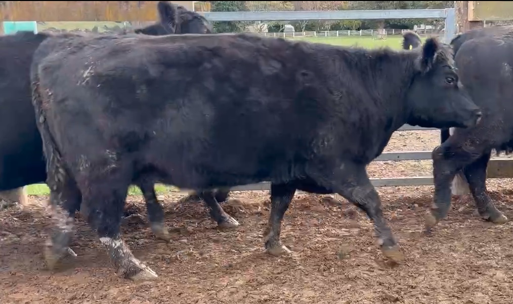 Mixed Age Cows