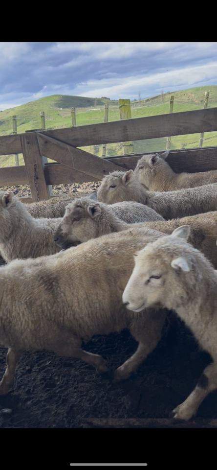 Ewe Lambs