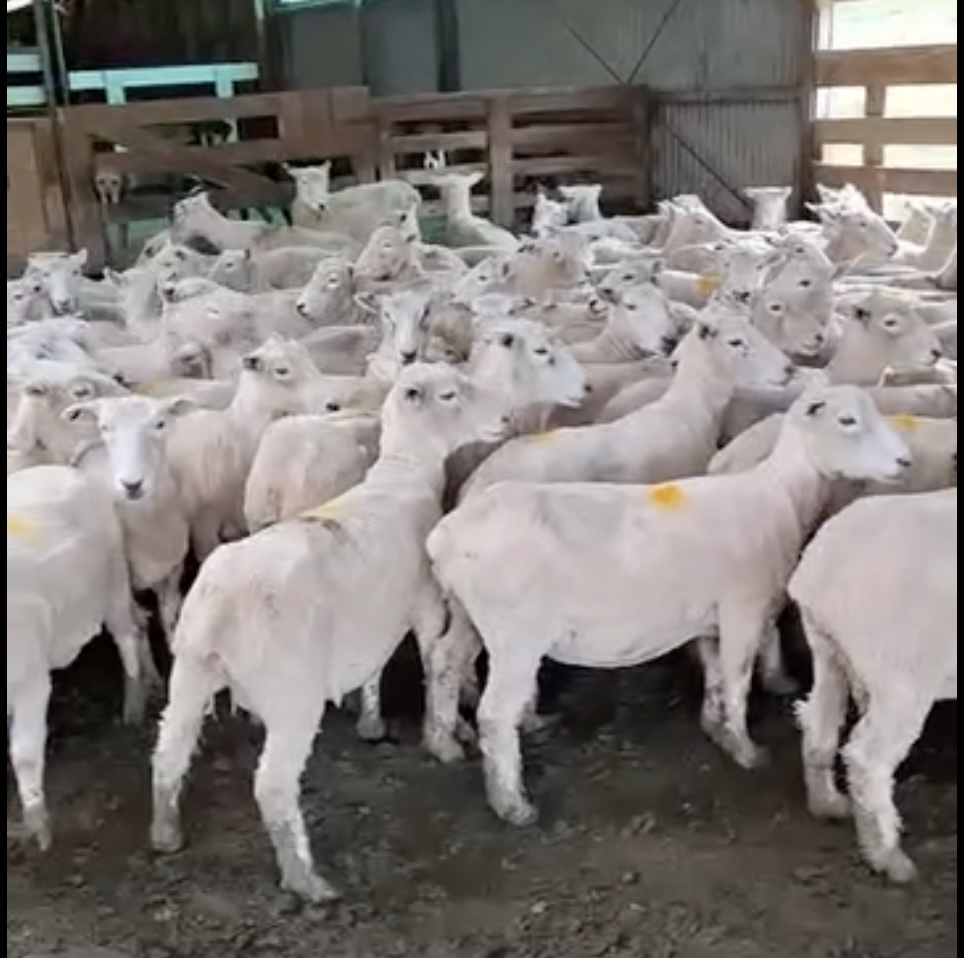 Mixed Age Ewes