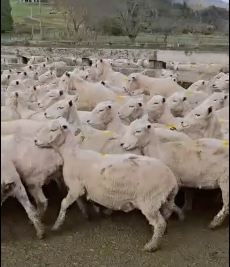 5 Year Old Ewes
