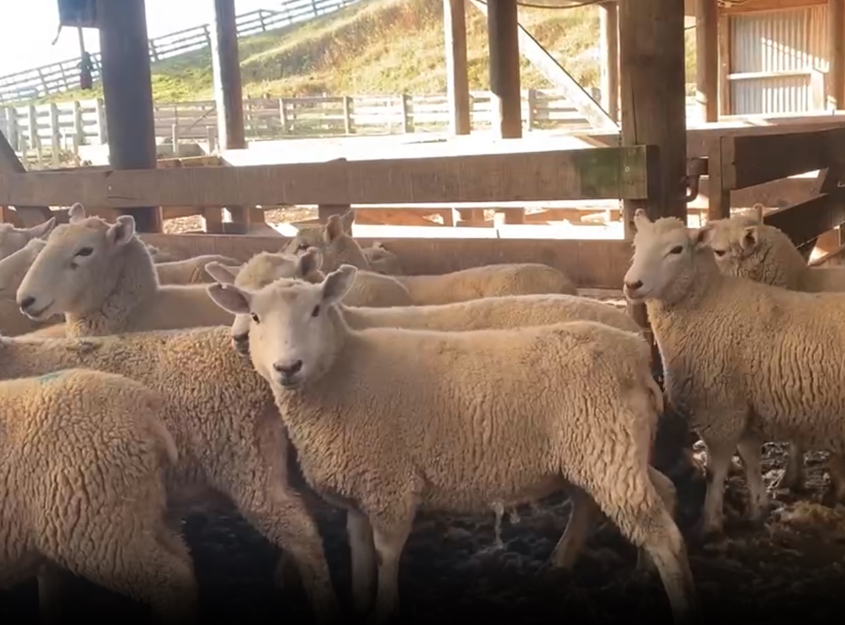 2-Tooth Ewes