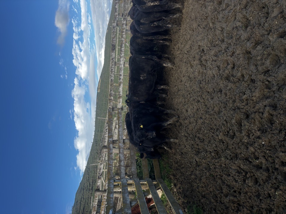 R1 Steers