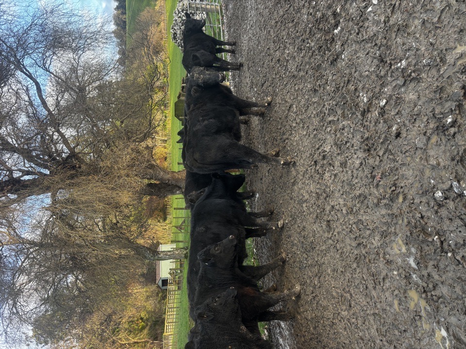 R2 Steers