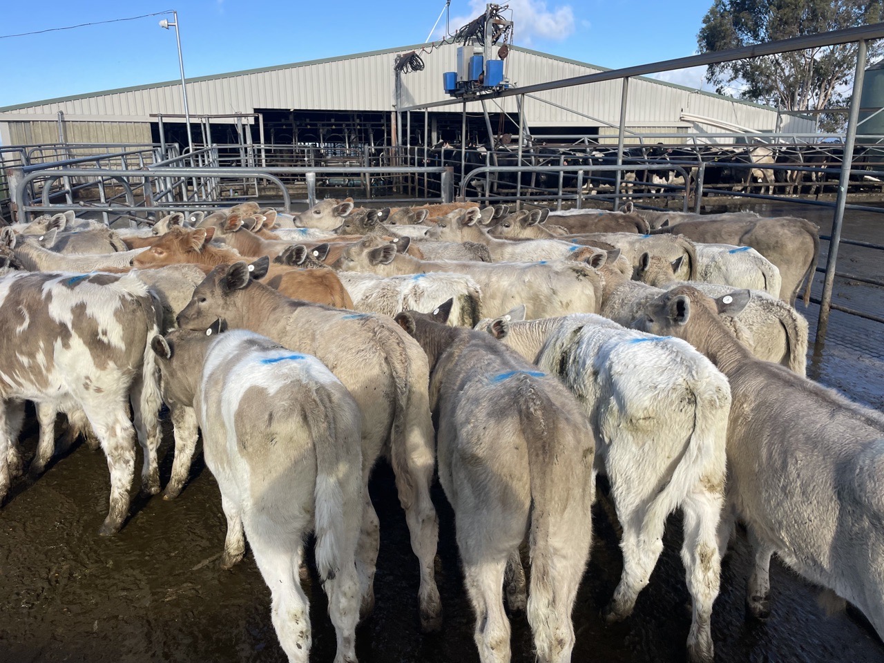 Charolais frs x bulls  - Image #1