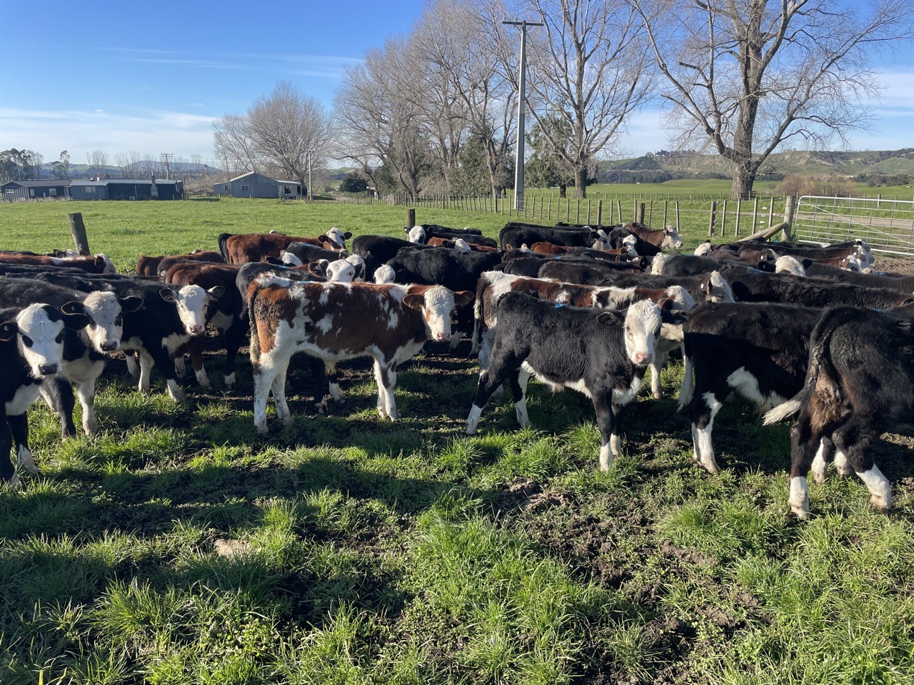 autumn born bulls  - Image #1