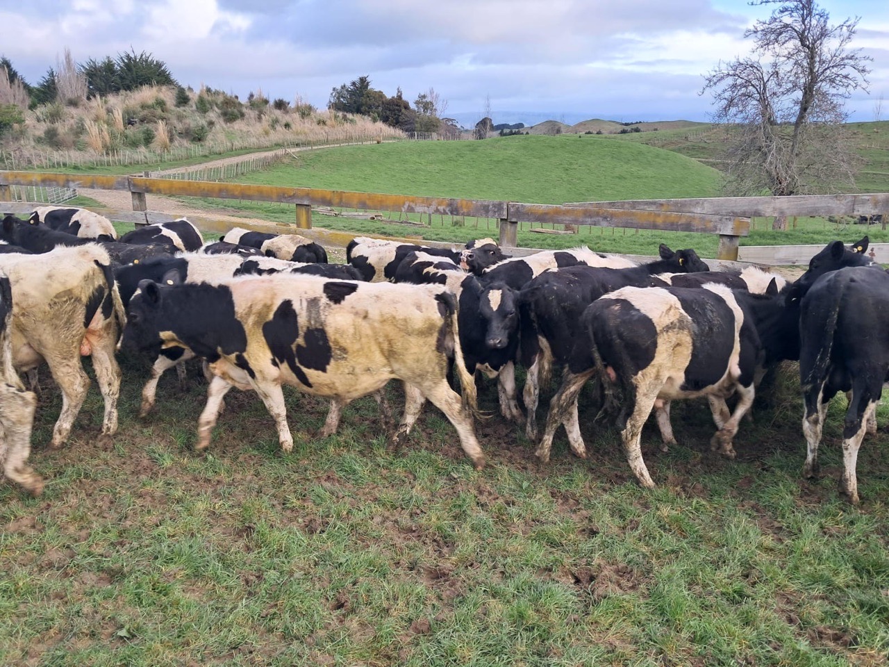 R1 bulls  - Image #1