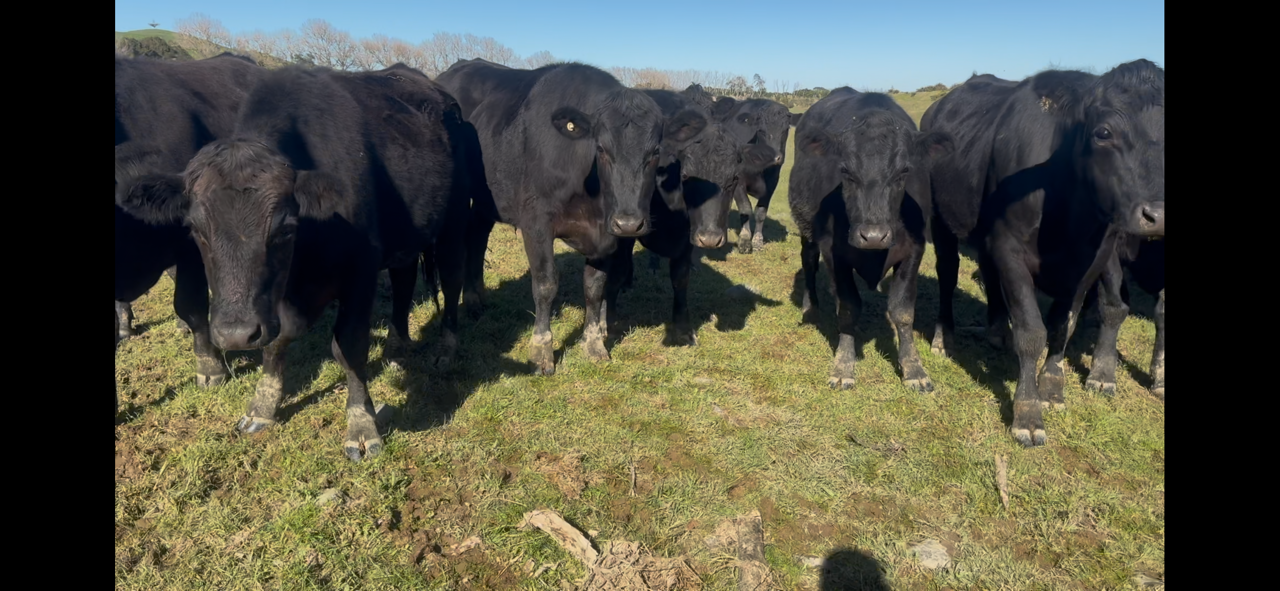 2yr Angus fren x steers  - Image #1