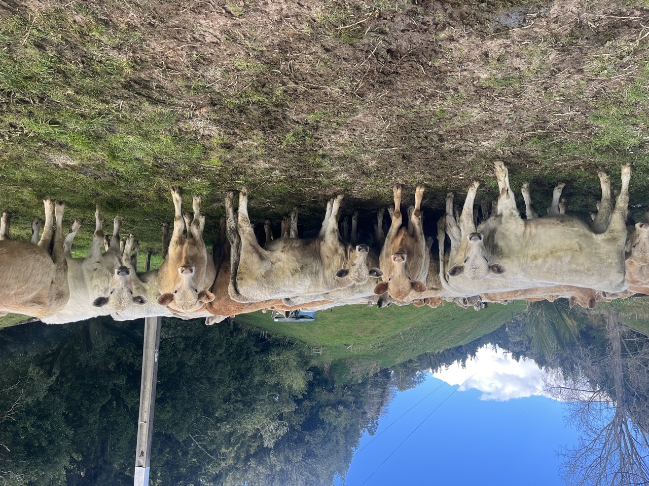 Char x heifers - Image #1