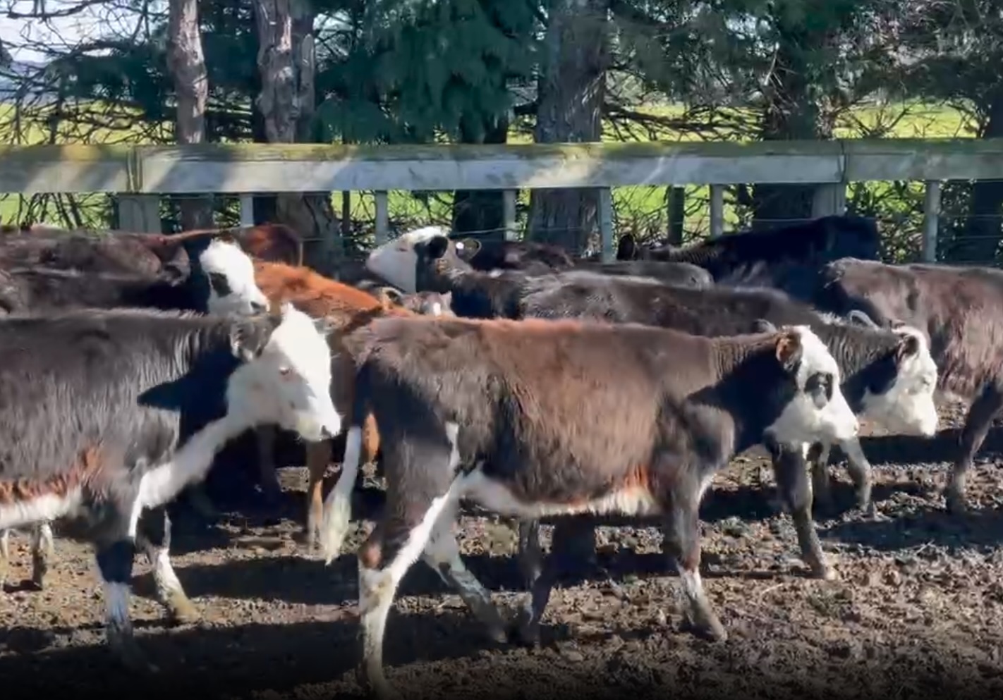 Autumn born heifers  - Image #1