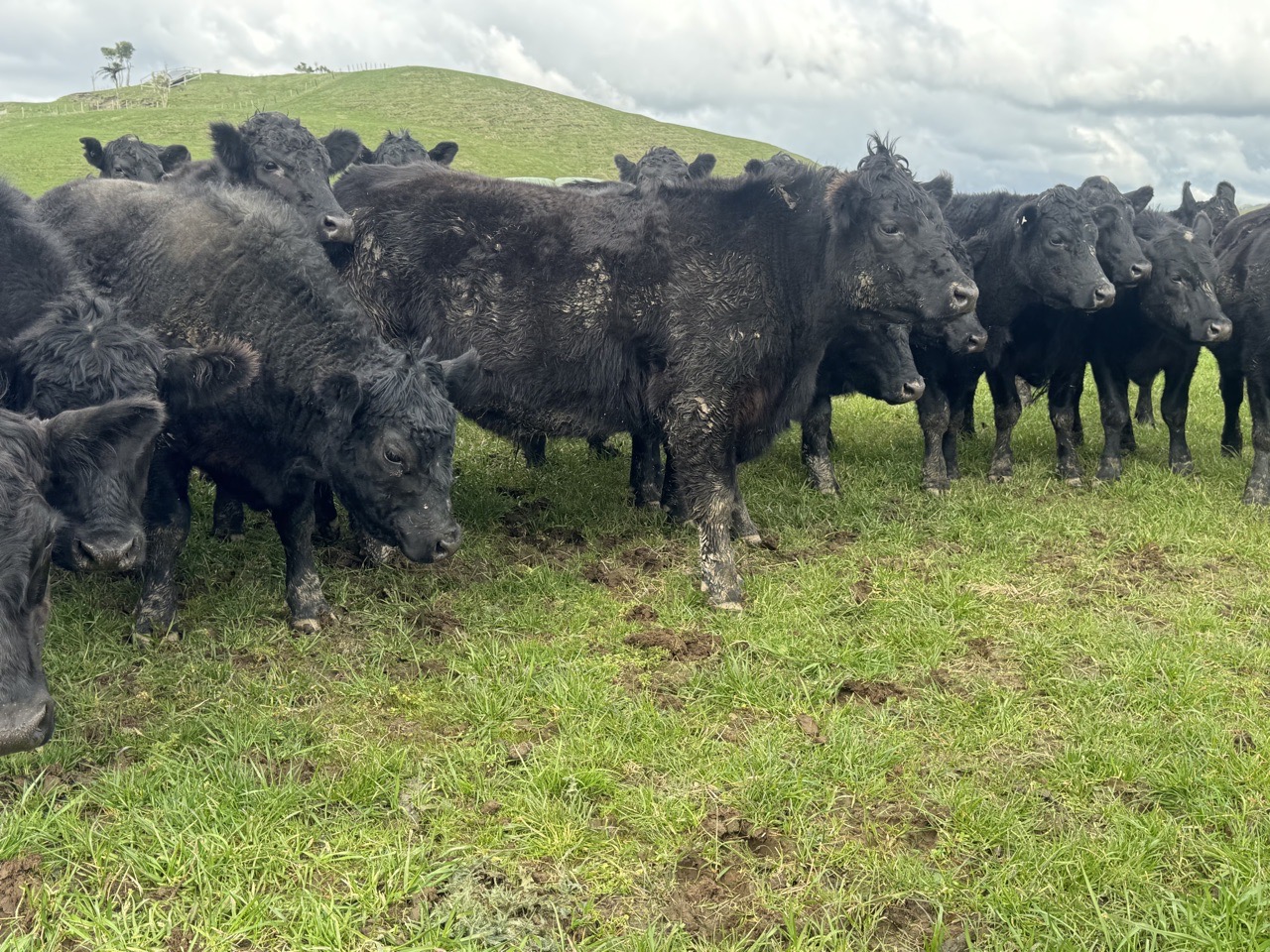 2 yr Angus steers  - Image #1