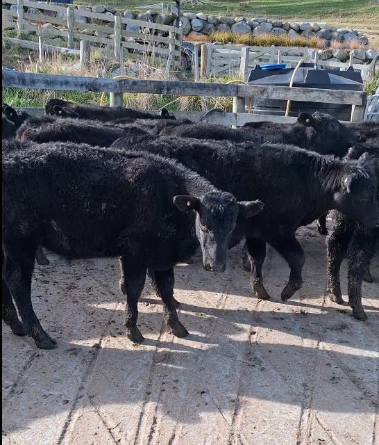 R1 Steers