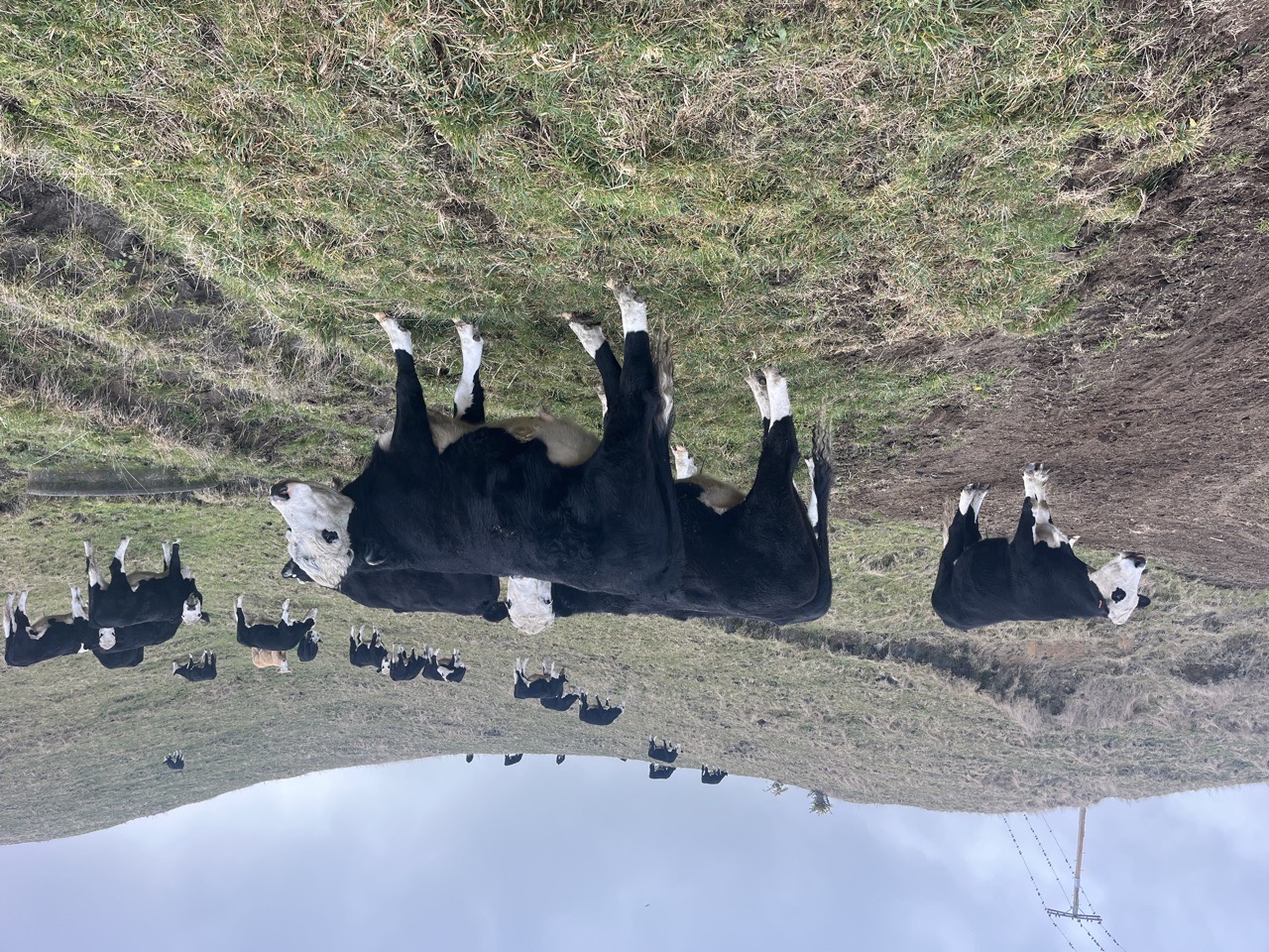 45 R2 Hereford Frsn Steers - Image #1