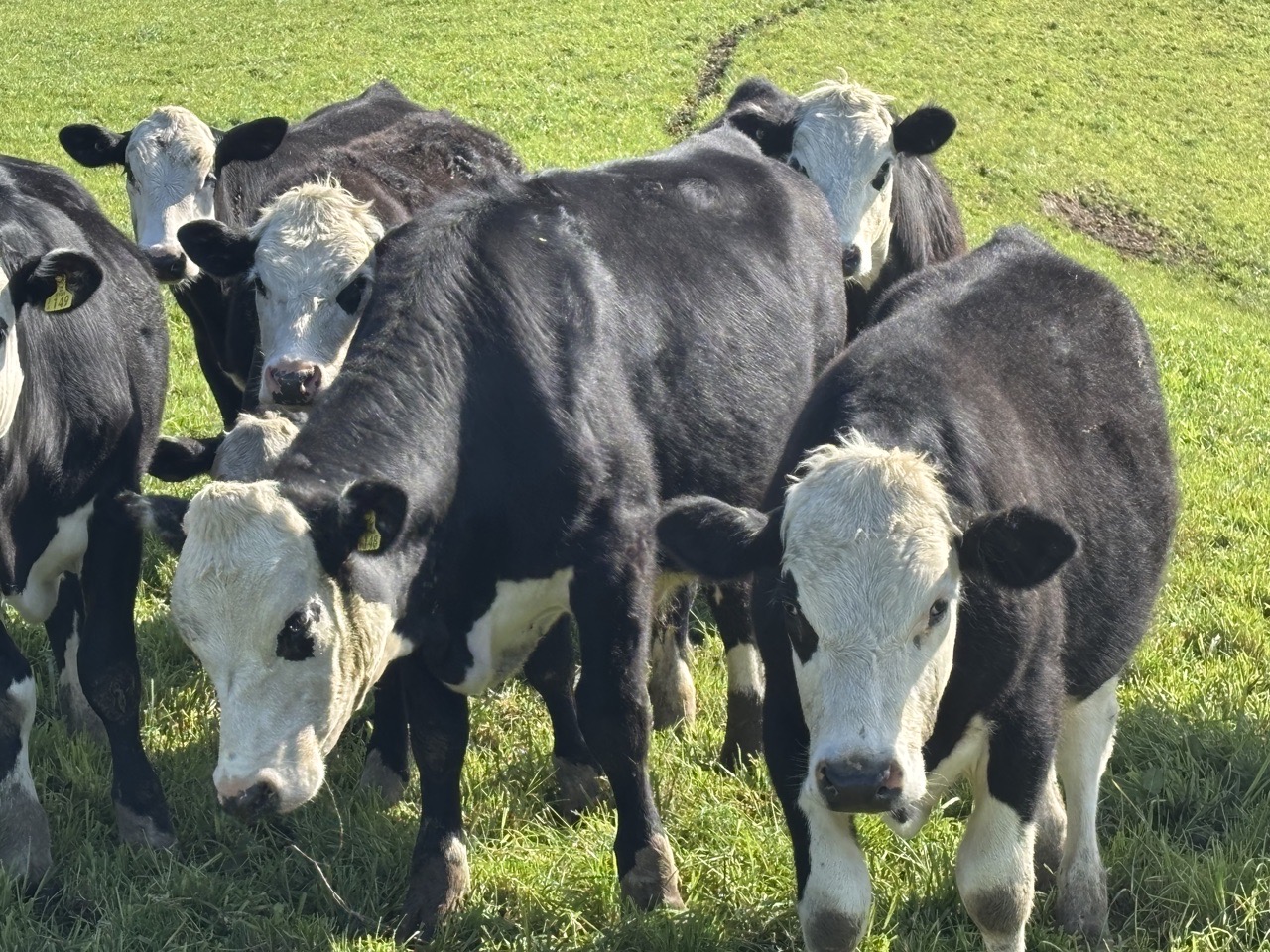 R1 Steers