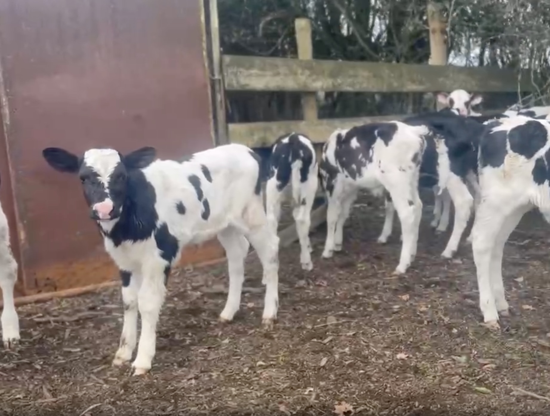 Friesian Heifer Calves  - Image #1