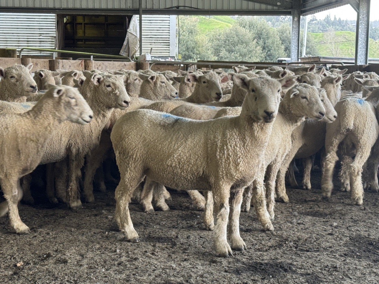 SIL ewes hoggets  - Image #1