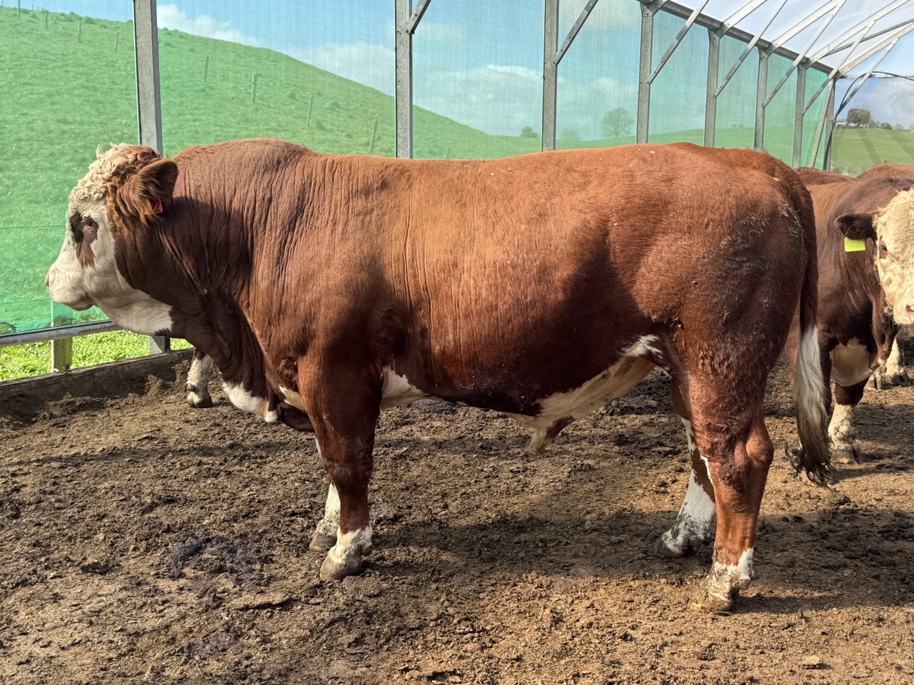 2 yr Simmental service bulls  - Image #1