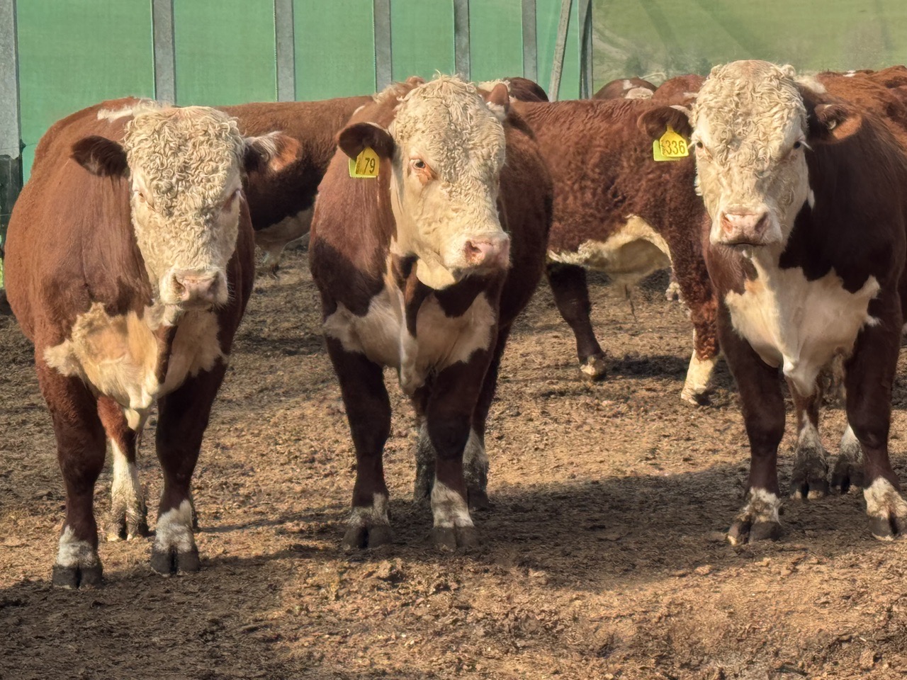 2yr Hereford service bulls  - Image #1