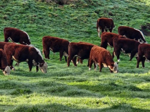 10 yearling Hereford bulls  - Image #1