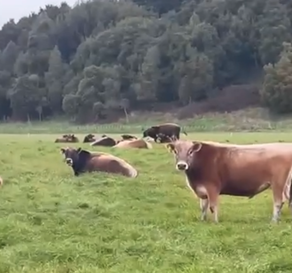 R2 Bulls
