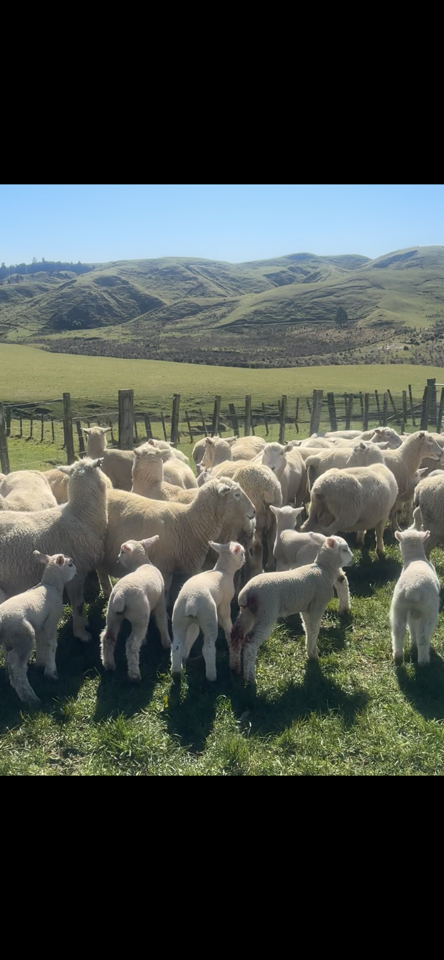 ewes and lambs at foot  - Image #1