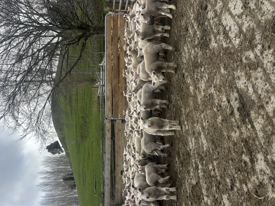 Ewes & Lambs @ Foot  - Image #1