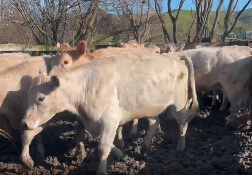 R2 Charolais cross heifers - Image #1