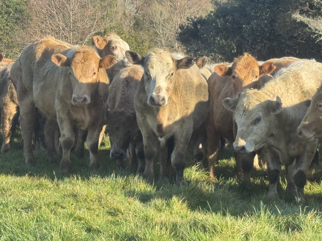Top yearling chal steers  - Image #1