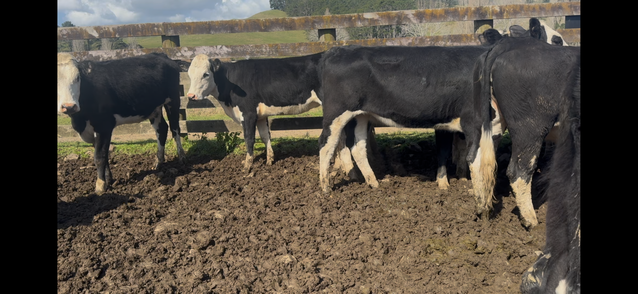 R2 Heifers