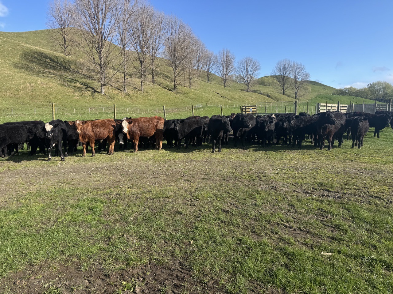 For Sale: Homebred angus steers - Image #1