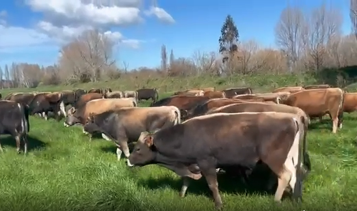 R1 Bulls