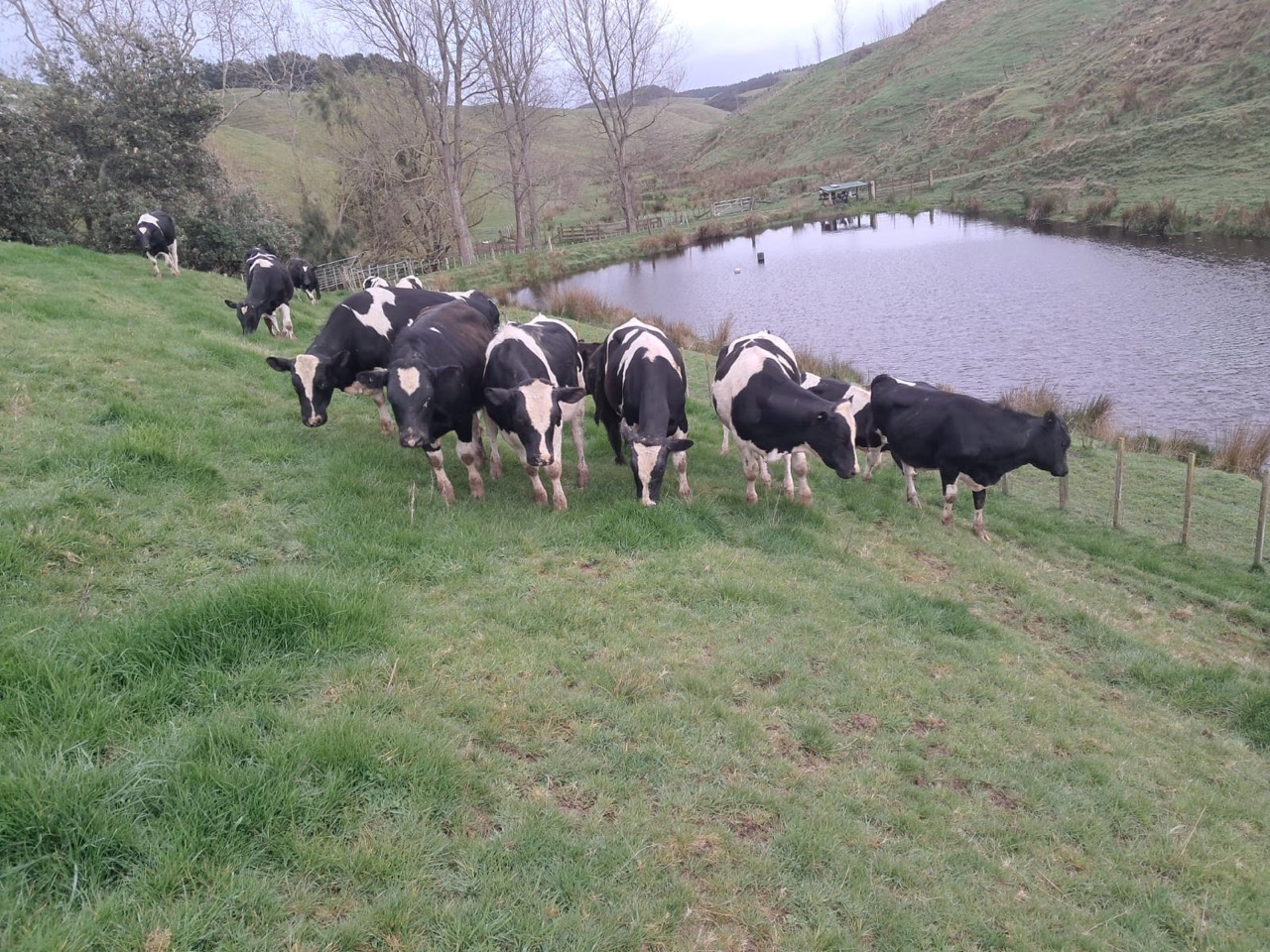 R1 Frisan bulls  - Image #1