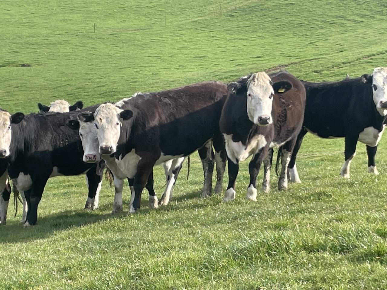 R2 Heifers