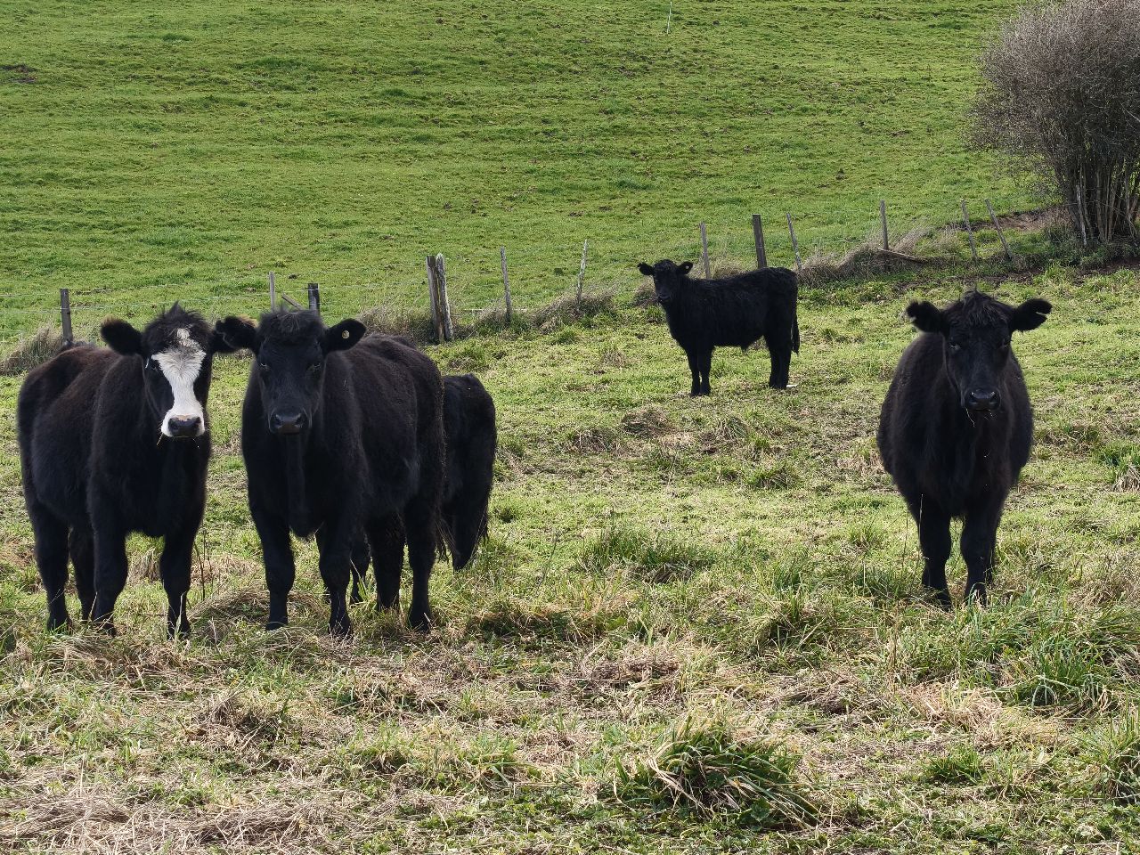 R1 Steers