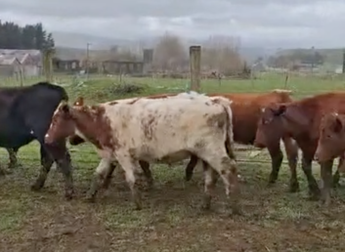 R3 Steers