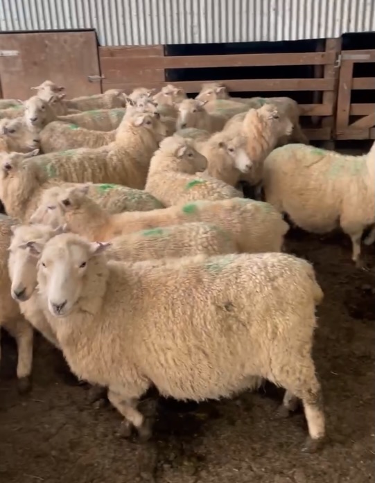 5 Year Old Ewes