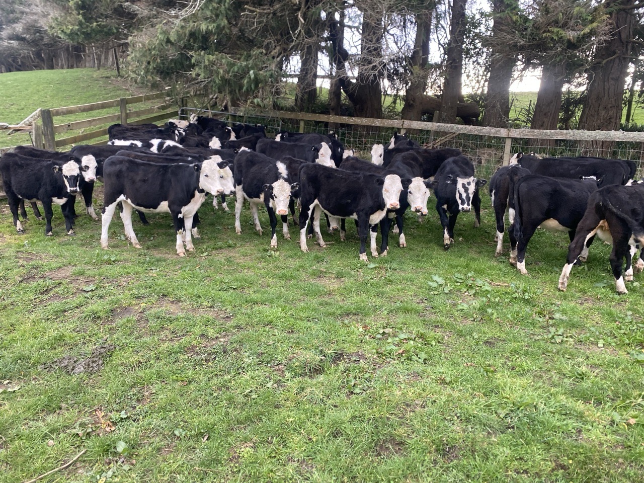R1 Heifers