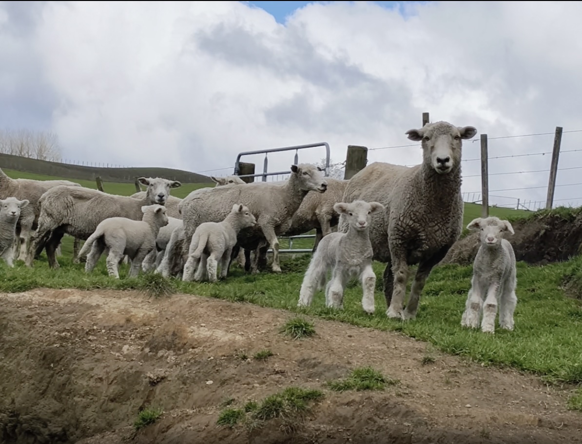 Ewes with lambs at foot  - Image #1