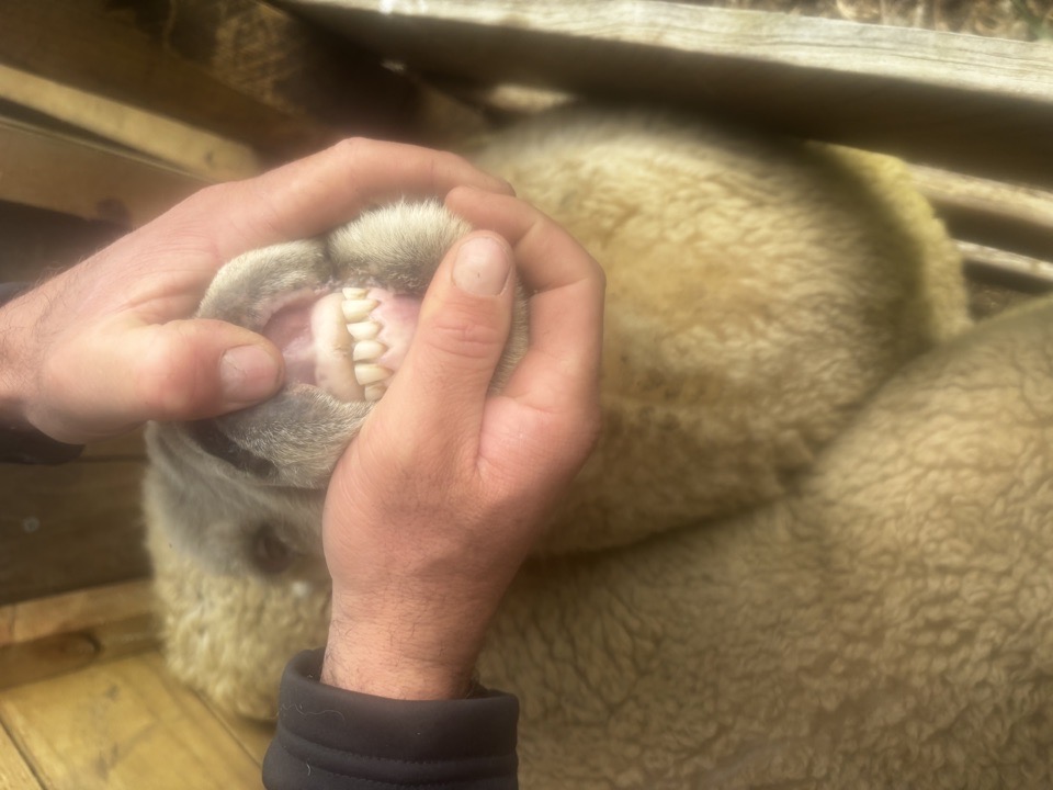 49 5yr ewes 95 terminal docked lambs  - Image #1