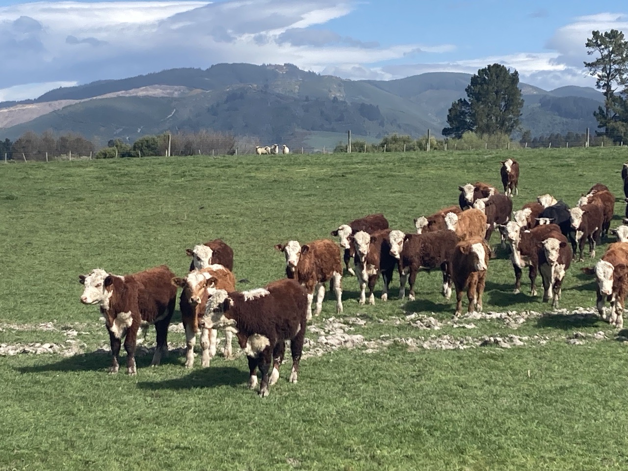 R1 Hereford/simmental bulls  - Image #1