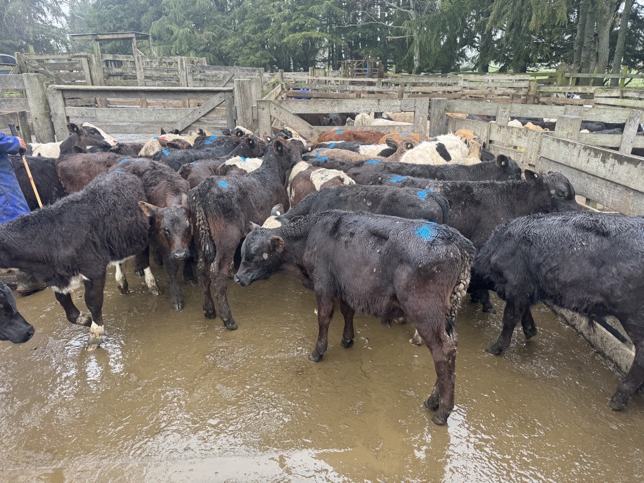 For Sale. Aut bull calves - Image #1