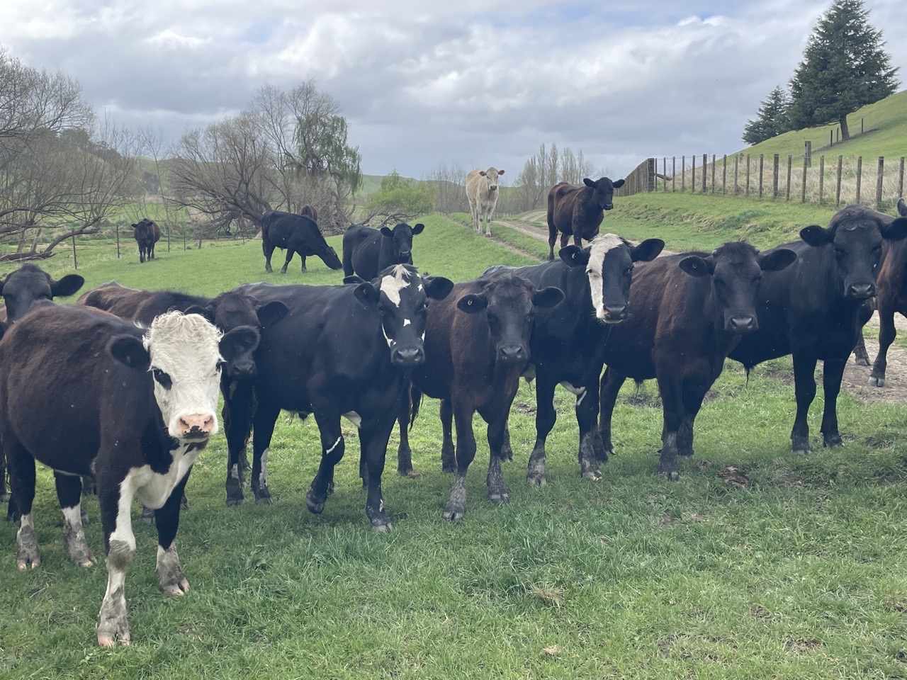 autumn born R2 steers  - Image #1