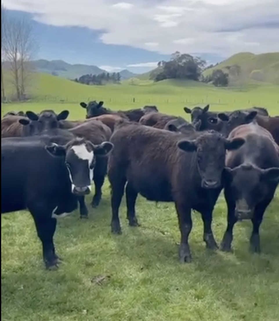 outstanding line top cut steers - Image #1