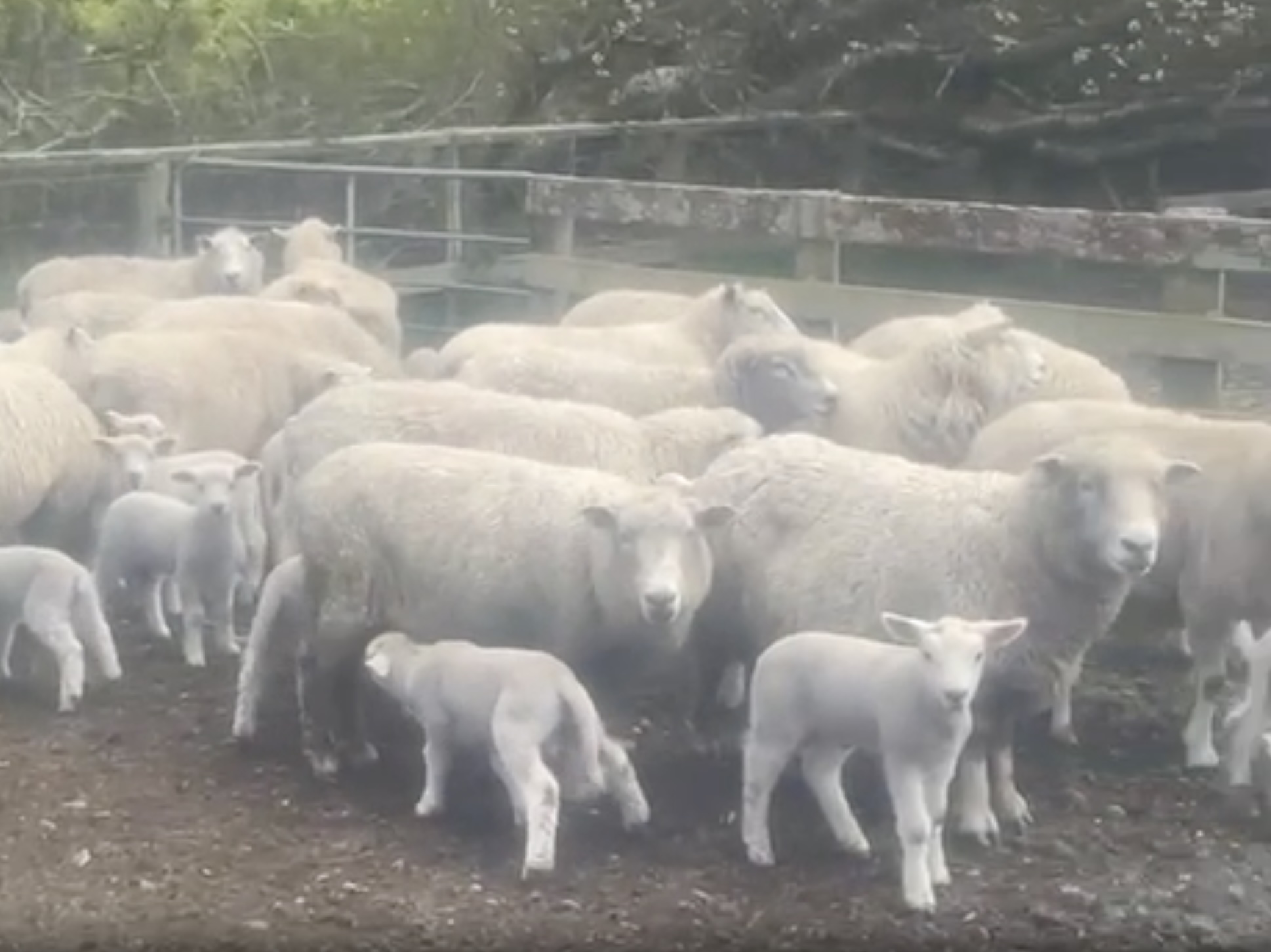 73 ewes & 127 docked terminal lambs  - Image #1