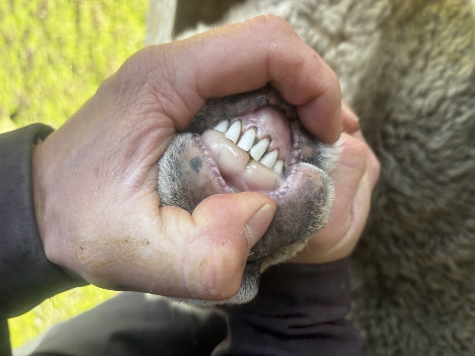 99 ewes & 181 sufftex lambs docked 25/09 - Image #1